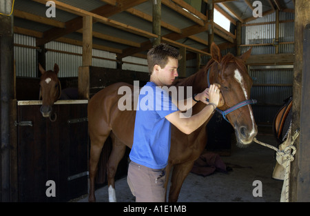 Junger Mann pflegt ein Pferd in Neuseeland Stockfoto