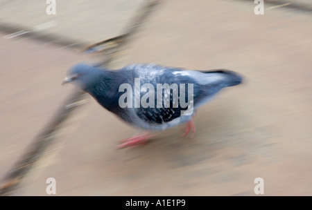 Taube auf Straßenpflaster Southbank London UK wilde Vögel können durch Vogelgrippe Vogelgrippe-Virus gefährdet sein. Stockfoto