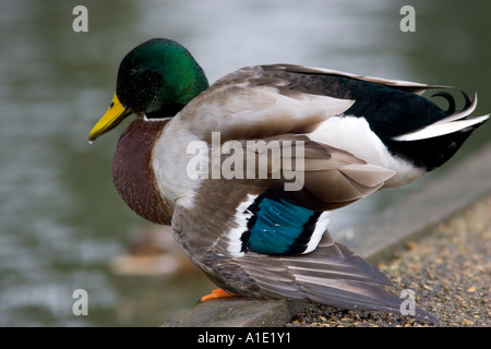 Stockente mit gebrochenen Flügel River Windrush Burford UK wilde Vögel können durch Vogelgrippe Vogelgrippe-Virus gefährdet sein. Stockfoto