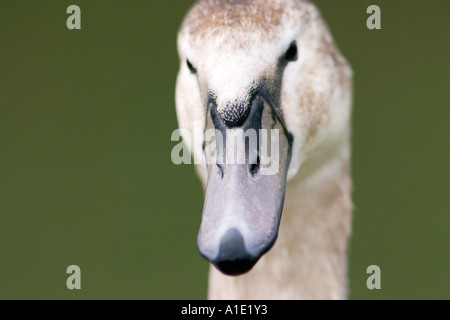 Stumme Cygnet in den Fluss Windrush Burford UK wilde Vögel kann durch Vogelgrippe Vogelgrippe-Virus gefährdet sein. Stockfoto