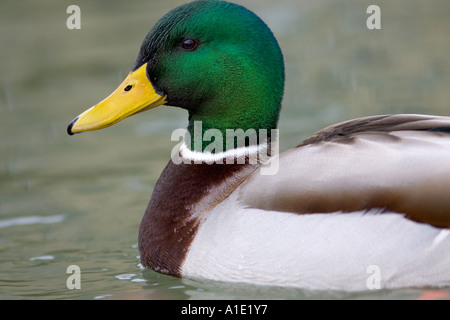 Stockente im Fluss Windrush Burford UK wilde Vögel können durch Vogelgrippe Vogelgrippe-Virus gefährdet sein. Stockfoto