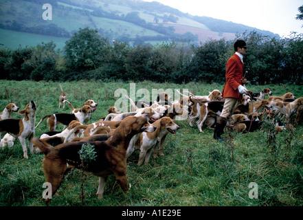 Fuchsjagd in den Mendip Hills Somerset Stockfoto