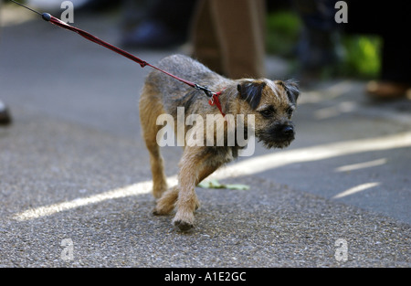 Border Terrier Hund zieht an seiner Leine England United Kingdom Stockfoto