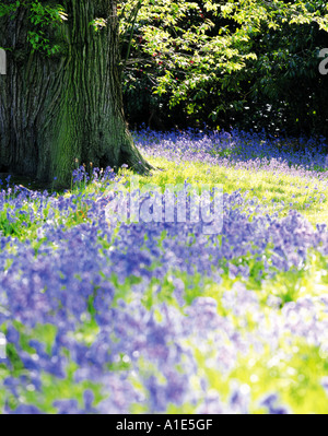 Glockenblumen unter Eiche in Sheffield Park in Sussex England Stockfoto