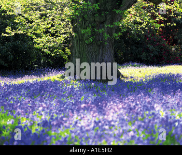 Glockenblumen unter Eiche in Sheffield Park in Sussex England Stockfoto