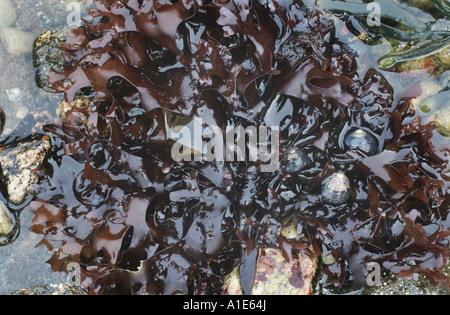 Irisch Moos (Chondrus Crispus), detail Stockfoto