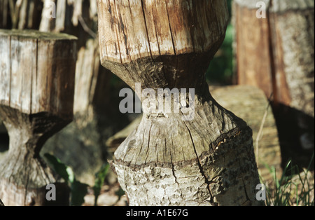 Eurasische Biber, europäische Biber (Castor Fiber), Spuren Stockfoto