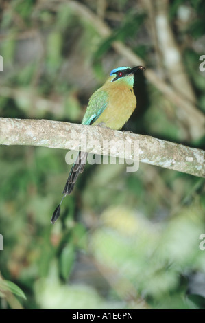 Blau-gekrönter Motmot (Momotus Momota), im tropischen Regenwald, Costa Rica Stockfoto