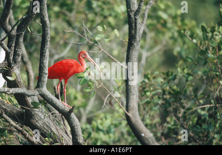 Scarlet Ibis (Eudocimus Ruber), sitzt auf einem Baum, Brasilien, Santos Bucht Stockfoto