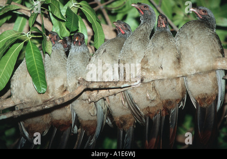 Chaco Chachalaca (Ortalis Canicollis Pantanalensis), Brasilien, Pantanal Mato Grosso Stockfoto