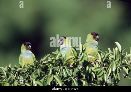 Nanday Conure (Nandayus Nenday), Brasilien, Pantanal Mato Grosso Stockfoto