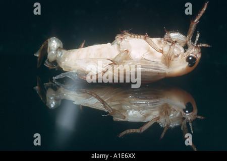 großen Tauchen Käfer (Gelbrandkäfer Marginalis), Puppe Stockfoto