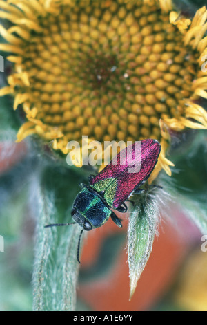 metallische Holz bohren Käfer, metallische Holz Borer, Pracht-Käfer, Buprestid (Anthaxia Salicis), Imago, sitzt auf einem gelben bl Stockfoto