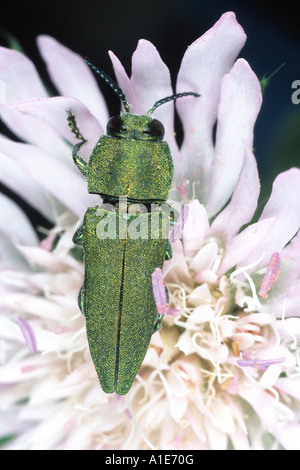 metallische Holz bohren Käfer, metallische Holz Borer, Pracht-Käfer, Buprestid (Anthaxia Hungarica), Imago, sitzen auf rosa blos Stockfoto