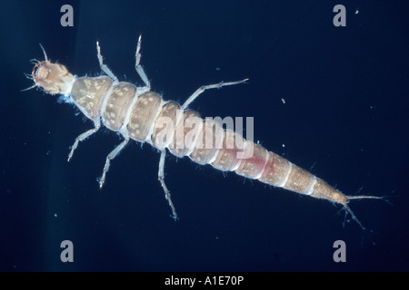 Diving Käfer, Larven Stockfoto