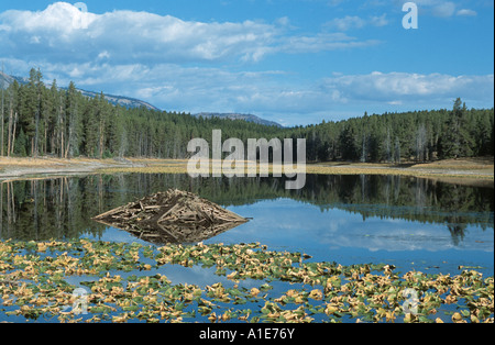 Nordamerikanische Biber, kanadische Biber (Castor Canadensis), Beavers Lodge in einem See, USA, Wyoming, Grand Teton NP Stockfoto