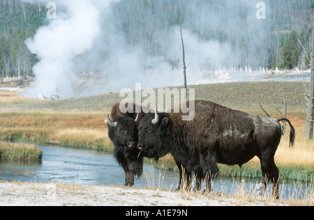 Amerikanischer Bison, Büffel (Bison Bison), zwei Tiere vor heißer Frühling, USA, Wyoming, Yellowstone NP Stockfoto