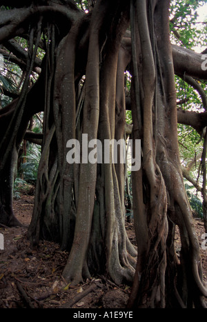 Banyan Baum Ficus Macrophyllia Ssp Columnaris Lord Howe Island NSW Australia Stockfoto