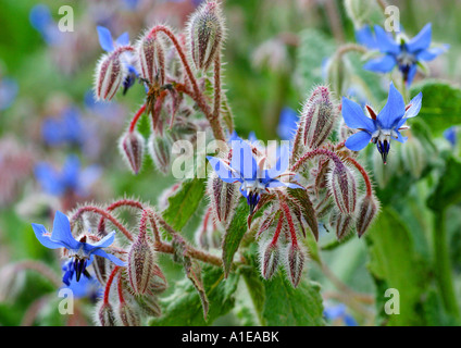 gemeinsamen Borretsch (Borrango Officinalis), blühen, Spanien Stockfoto