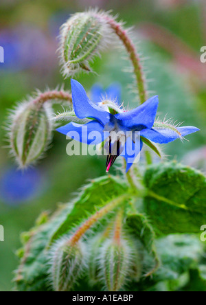 gemeinsamen Borretsch (Borrango Officinalis), blühen, Spanien Stockfoto