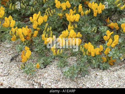 Meer Medick, Meer Burclover (Medicago Marina), blühen, Spanien Stockfoto