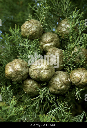 Italienische Zypresse (Cupressus Sempervirens), Kegeln, Spanien Stockfoto