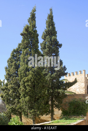 Italienische Zypresse (Cupressus Sempervirens), alte Bäume vor einer Festung, Spanien Stockfoto