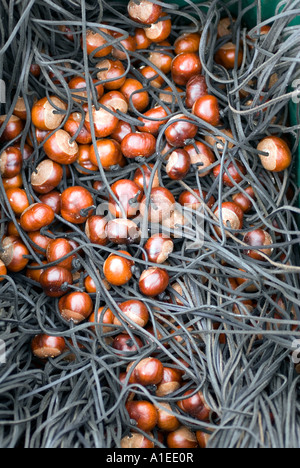 Bild CREDIT DOUG BLANE 42nd Conker Weltmeisterschaften in Ashton Northamptonshire auf Sonntag, 8. Oktober 2006 Stockfoto