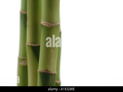 Bambus-Stiele Stockfoto