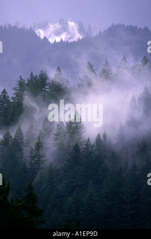 Clearing-Wintersturm im Norden Kaliforniens Stockfoto
