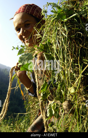 Seitenansicht des jungen lächelnden Inderin trägt ein Bündel Gras in sonniger Tag, Kullu Valley, Indien Stockfoto