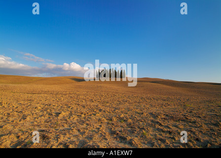 San Quirico d Orcia berühmten Gruppe copse von Zypressen in gepflügten Feldes Toskana Italien EU Europa Stockfoto