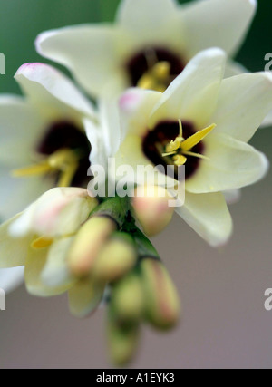 Wunder Blume Ornithogalum Thyrsoides ursprünglich von der Cape-Südafrika Stockfoto
