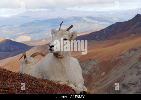 Dall Schaf Ovis Dalli Jährling auf Mount Margaret Denali Nationalpark innen Alaska Stockfoto