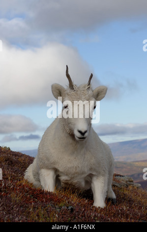 Dall Schaf Ovis Dalli Jährling auf Mount Margaret Denali Nationalpark innen Alaska Stockfoto