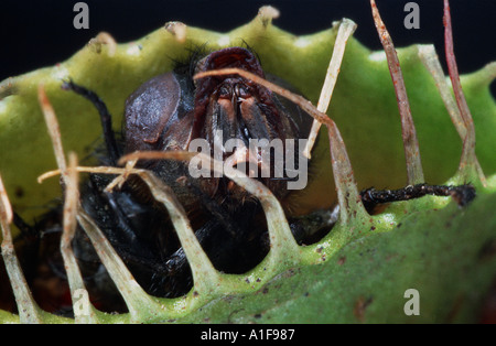 Venus Venusfliegenfalle Venusfliegenfalle DIONAEA Muscipula USA Carolina grün rot mit Fliege Mumie Musca Domestica Stubenfliege Stockfoto