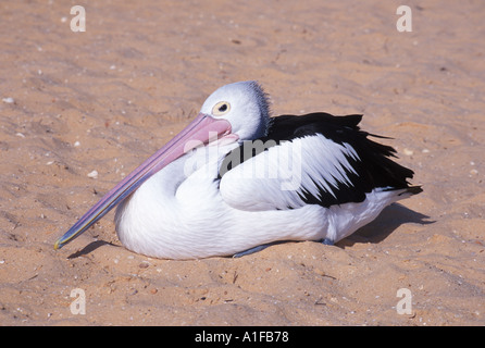 Australischer Pelikan am Sandstrand Stockfoto