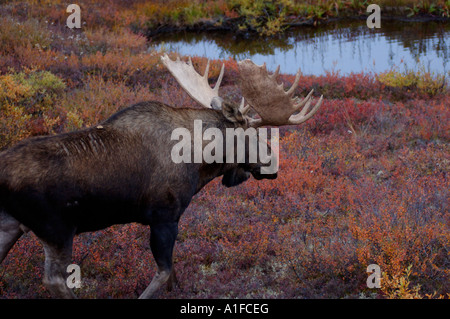 Elch-Alces Alces Stier zu Fuß entlang einem Wasserkocher Teich im Denali-Nationalpark innen Alaska Stockfoto