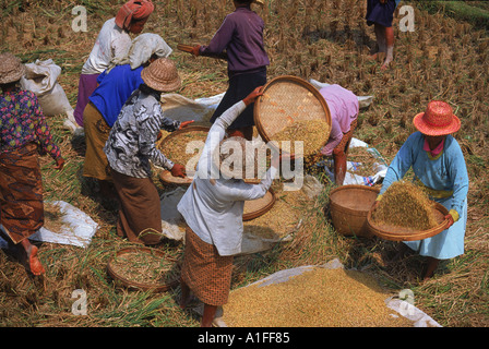 Frauen arbeiten in den Bereichen während der Reisernte auf Bali Indonesien Asien P Van Riel Stockfoto