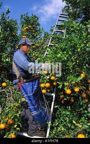 Ein Arbeitnehmer nimmt Orangen in Lake Alfred Zentral-Florida Stockfoto