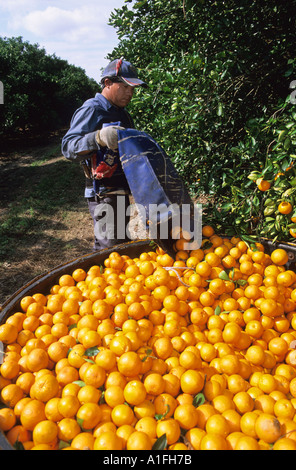 Ein Arbeitnehmer nimmt Orangen in Lake Alfred Zentral-Florida Stockfoto