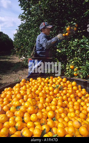 Ein Arbeitnehmer nimmt Orangen in Lake Alfred Zentral-Florida Stockfoto