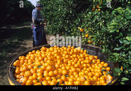 Ein Arbeitnehmer nimmt Orangen in Lake Alfred Zentral-Florida Stockfoto