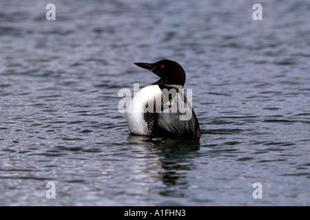Gemeinsamen Loon in Alaska Stockfoto