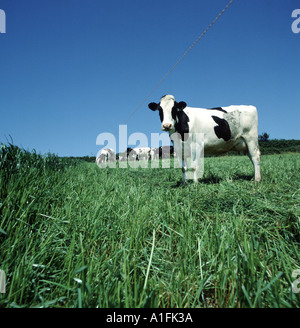 Milchkuh auf üppige Wiese mit Zaun vom restlichen Rasen Prozeß bekannt als Faltung Aufteilung Stockfoto