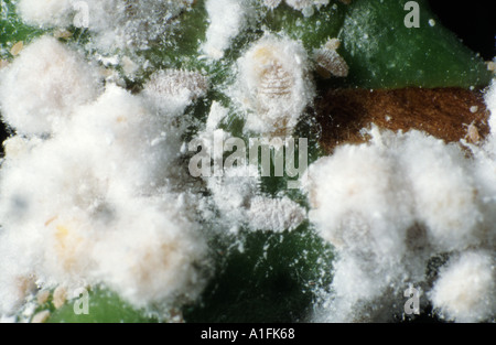 Mealy Bug Kolonie auf Kaffeepflanze Planococcus citri Stockfoto