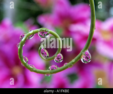 Clematis gesehen durch Perlen des Wassers auf Ranke Leidenschaft Blume Pflanze Oregon Stockfoto