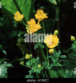 Gelbe Blüte Globeflower Trollblume chinensis Stockfoto