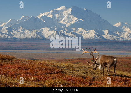 Caribou Rangifer Tarandus Bulle in Furche in Herbstfarben mit Mount McKinley im Hintergrund Denali National Park im Inneren Alaskas Stockfoto