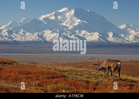 Caribou Rangifer Tarandus Bulle in Furche in Herbstfarben kratzt sein Geweih mit Mount McKinley im Hintergrund Denali National Park Alaska Stockfoto